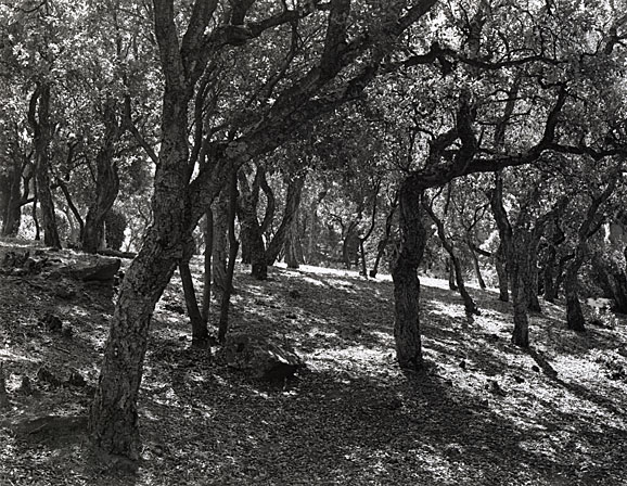 NivaFoto, Querce da sughero