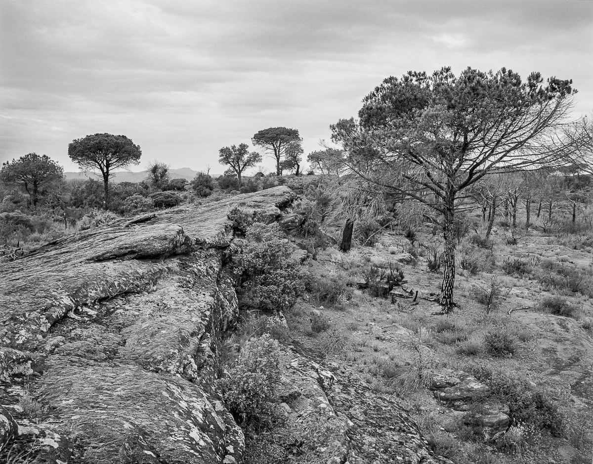 NivaFoto, Querce da sughero